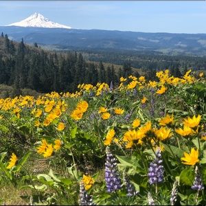 Meet your Posher, Molly